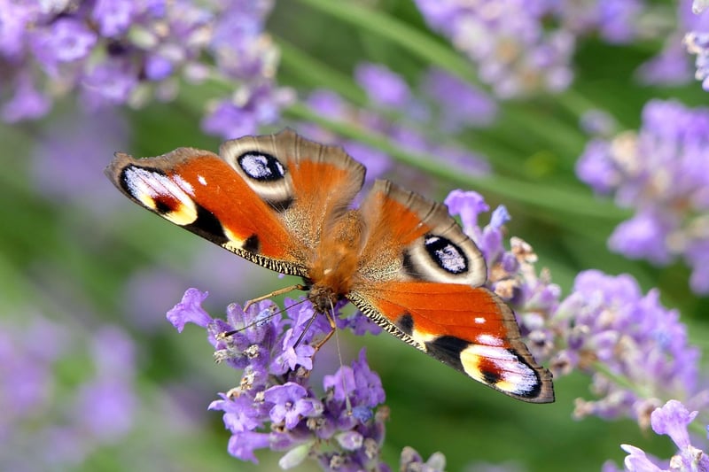 Butterfly Effect Avoidance